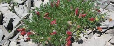 Oxytropis Species, Stalkpod Locoweed