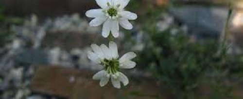 Silene Species, Saxifrage Catchfly