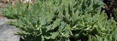 Hylotelephium, Sedum, Showy Stonecrop Thundercloud
