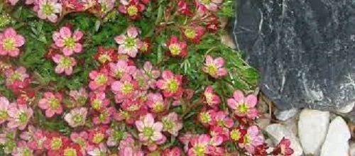 Saxifraga, Mossy Saxifrage, Rockfoil Neon Rose