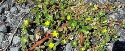 Purslane, Pigweed Rio White