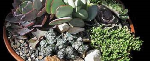 Sedum, Gold Moss Sedum, Carpet Stonecrop Elegans