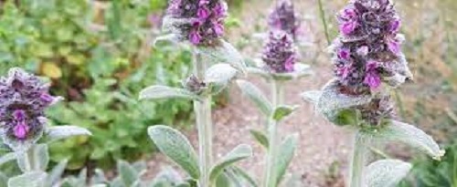 Stachys Species, Dwarf Lambs Ears