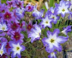 Leucocoryne, Huille, Glory of the Sun 'Blue Ocean'