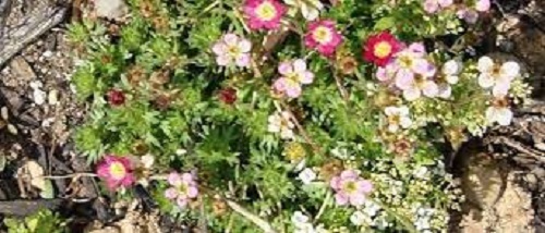 Saxifraga, Mossy Saxifrage, Rockfoil Red Cap