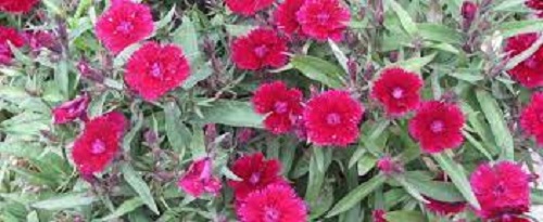 Dianthus, China Pinks Floral Lace Violet