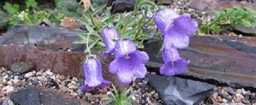 Campanula Species, Alpine Bellflower