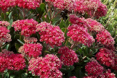 Hylotelephium, Sedum, Showy Stonecrop Class Act