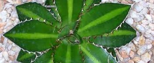 Agave, Hardy Century Plant, Maguey Splendida