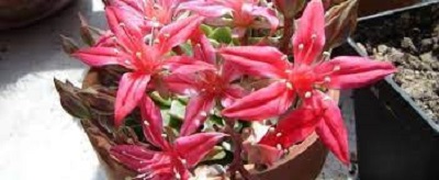 Graptopetalum, Chihuahua Flower Super Star