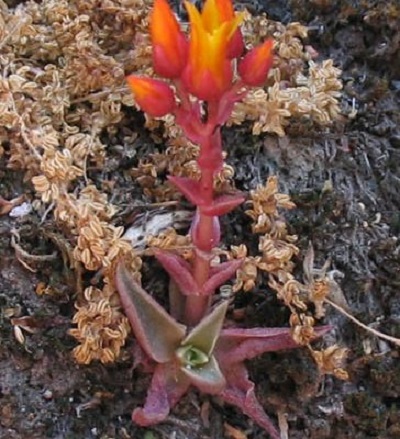 Dudleya Species, Marcescent Dudleya