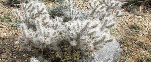 Cylindropuntia, Whipples Cactus, Whipples Cholla Snow Leopard