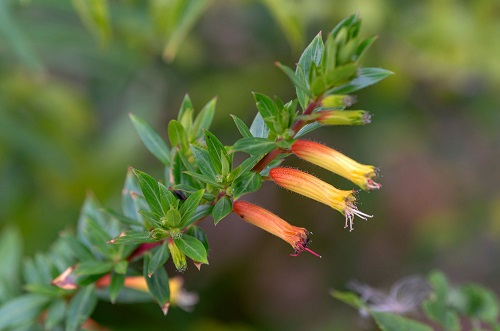 Candy Corn Plant
