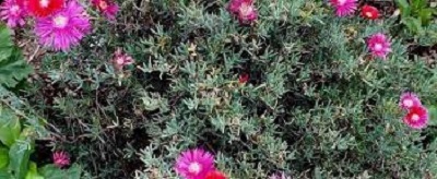 Lampranthus Species, Creeping Redflush, Creeping Ice Plant