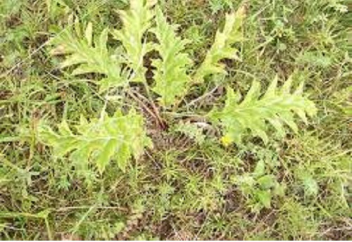 Cottonthistle-leaved Carline