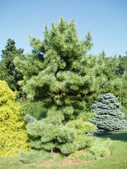 Korean Pine 'Nana'