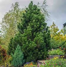 Bosnian Pine 'Compact Gem'