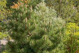 Austrian Pine, Black Pine, European Black Pine Helga