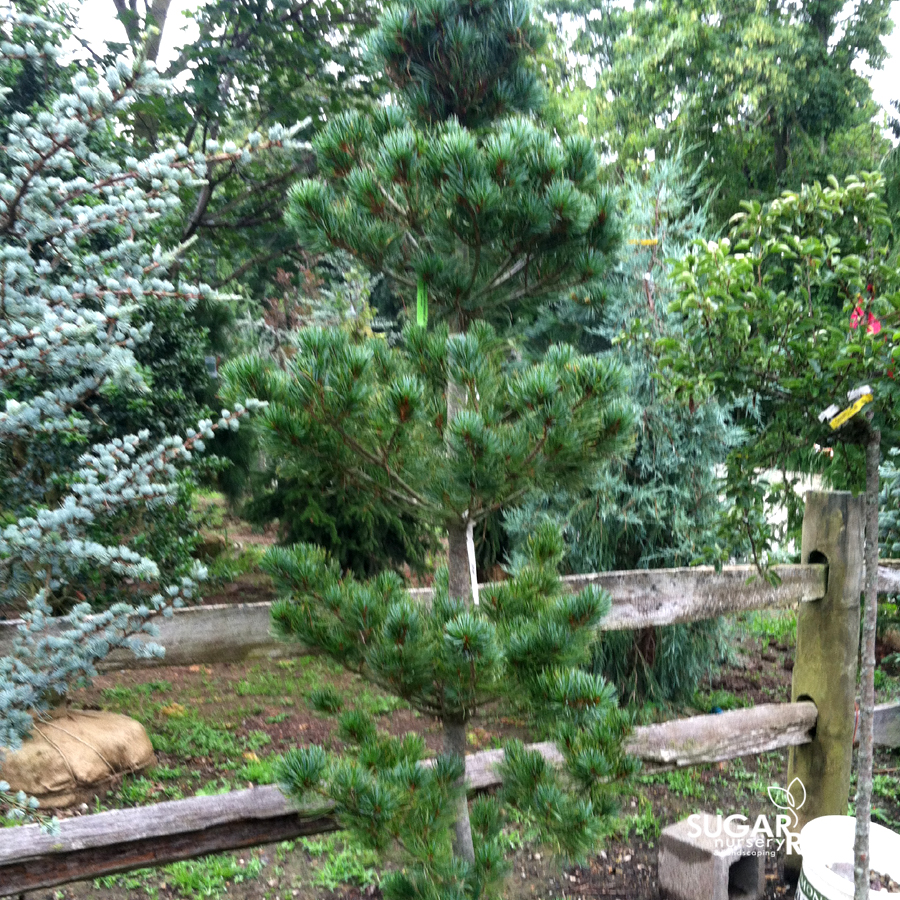 Japanese White Pine Cleary