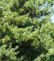 Japanese White Pine Emperor