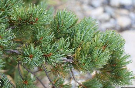 Japanese Stone Pine, Dwarf Siberian Pine Glauca