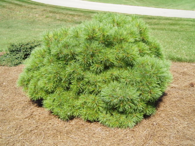 Eastern White Pine Bucks Broom