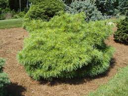 Eastern White Pine Cockerton Flat Top