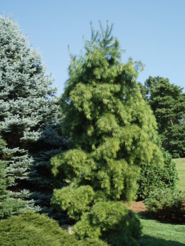 Eastern White Pine Bennett Contorted
