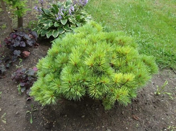 Eastern White Pine Explosion