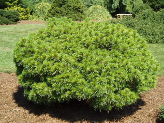 Eastern White Pine Lairds Broom