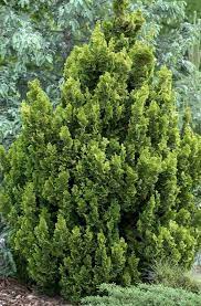 Hinoki False Cypress Meroke Twin