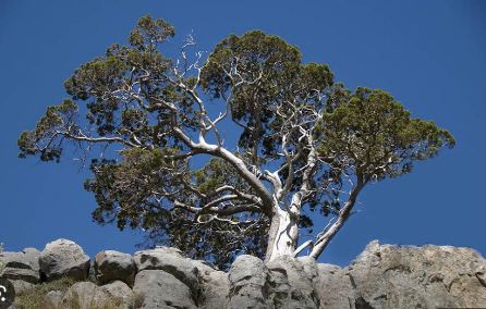Clanwilliam Cedar