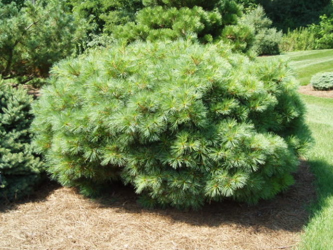 Eastern White Pine Soft Touch
