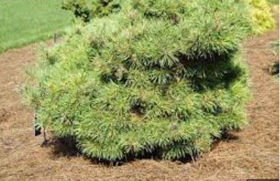 Scots Pine, European Redwood, Scotch Pine Plainfield Witchs Broom
