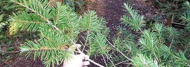 Chinese Douglas Fir, Chinese Douglas-Fir