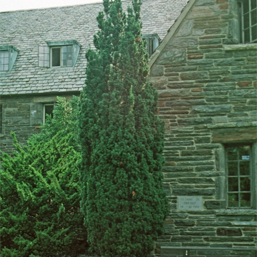 Anglojap Yew Hatfieldii