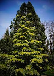 Deodar Cedar, Himalayan Cedar Aurea