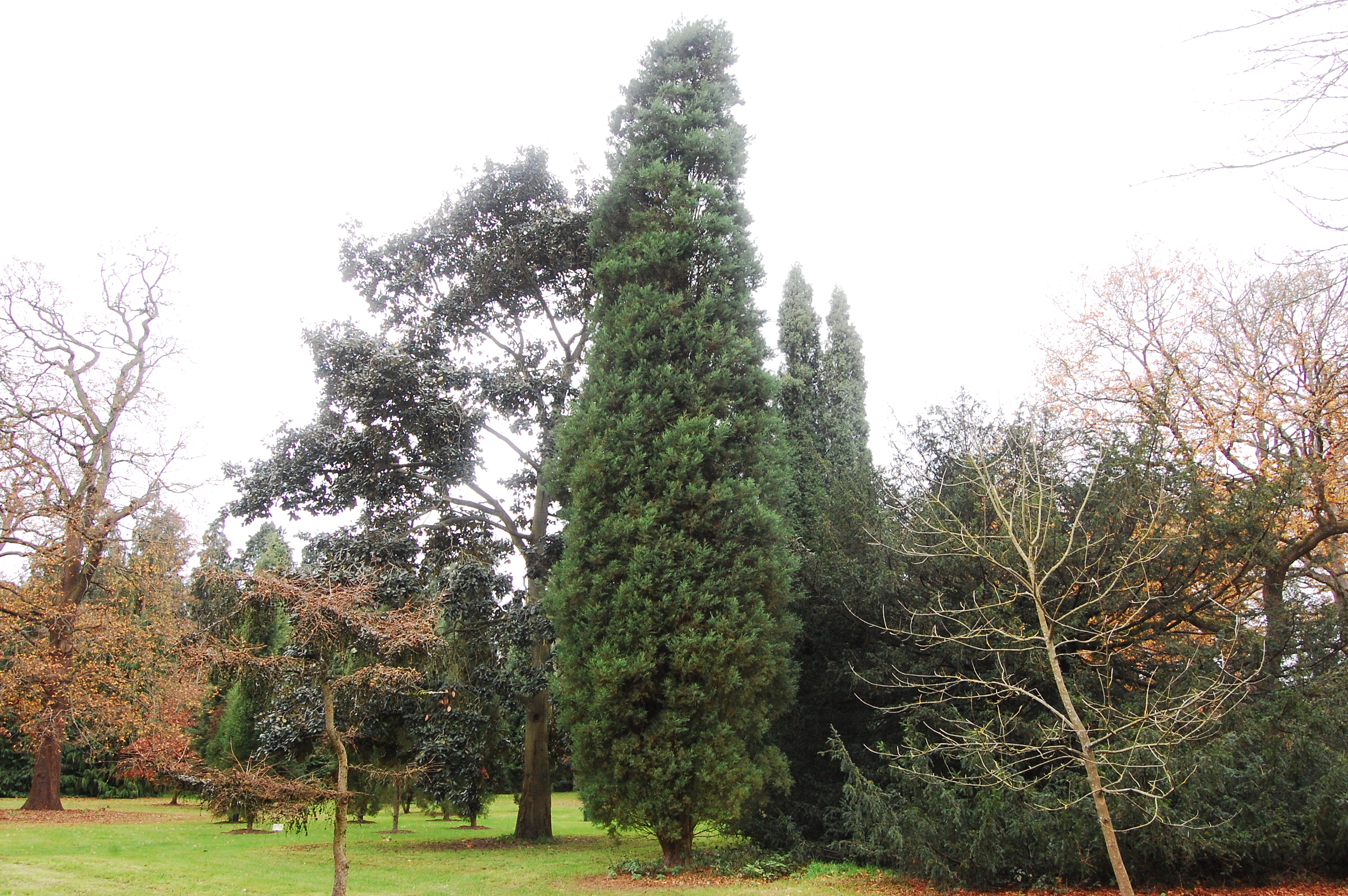 Yunnan Cypress
