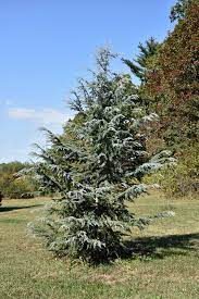 Deodar Cedar, Himalayan Cedar Karl Fuchs