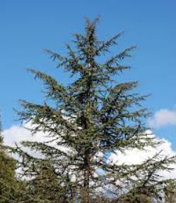 Cyprus Cedar Trevoron