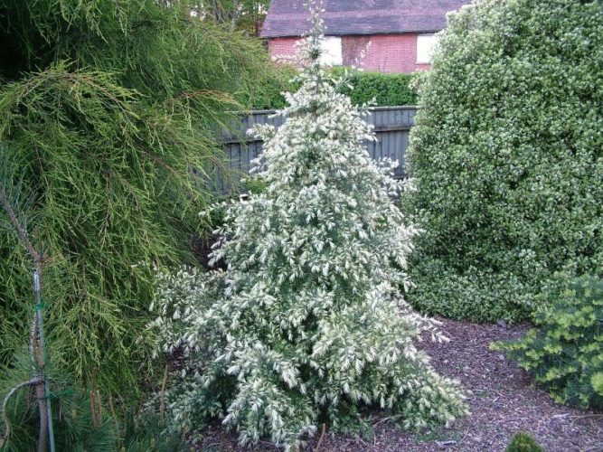 Deodar Cedar, Himalayan Cedar White Imp