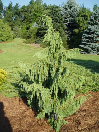 Alaska Cedar, Nootka False Cypress, Nootka Cypress Glauca Pendula