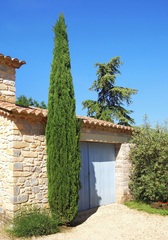 Italian Cypress, Funeral Cypress 'Stricta'