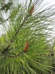 Maritime Pine, Bournemouth Pine, Cluster Pine, French Turpentine Pine