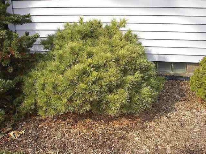 Eastern White Pine Globosa
