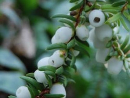White-berry Yew