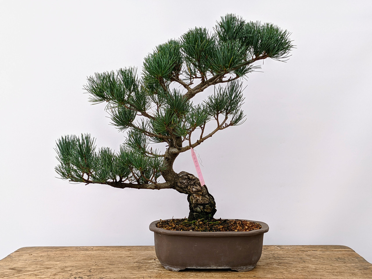 Japanese White Pine, Japanese Five-Needled Pine