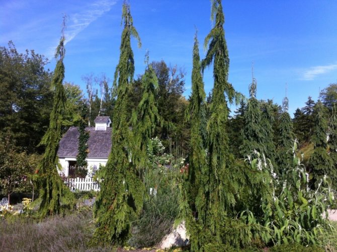 Alaska Cedar, Nootka False Cypress, Nootka Cypress Strict Weeper