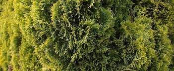 Cupressus Species, Funeral Cypress, Italian Cypress Swanes Golden