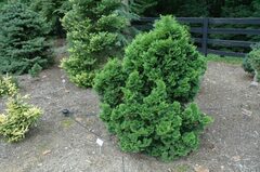 Hinoki False Cypress 'Templehof'